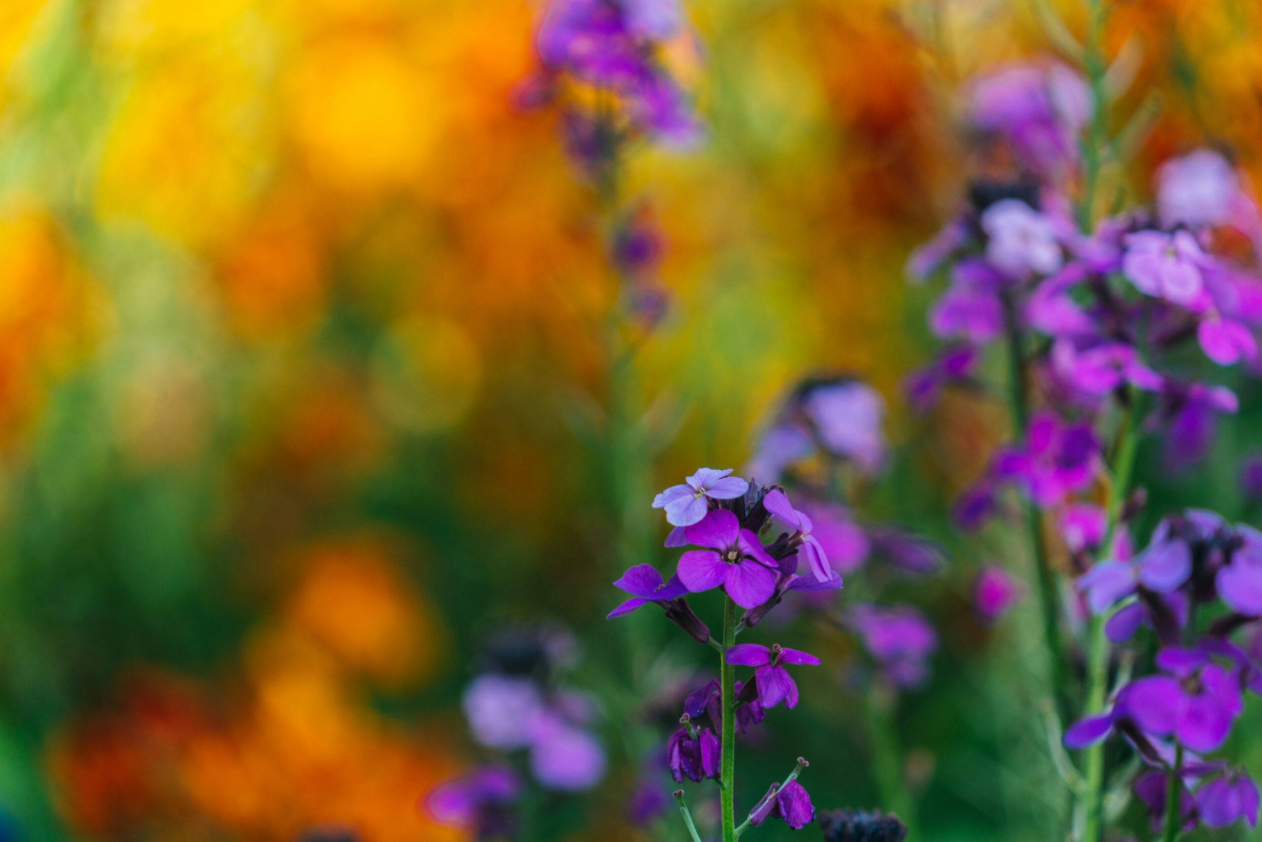 Flower closeup